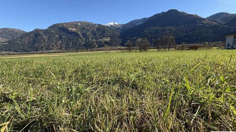 Weitläufige grüne Wiese mit majestätischem Bergblick unter klarem blauem Himmel.