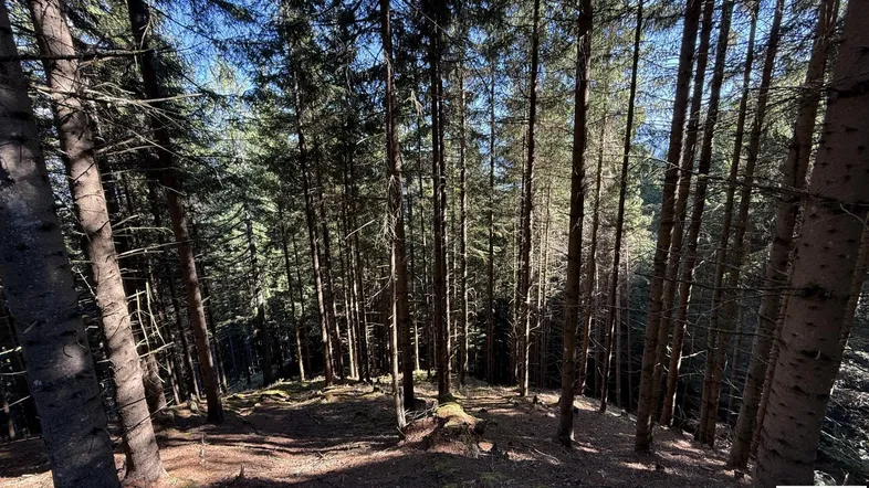Wald