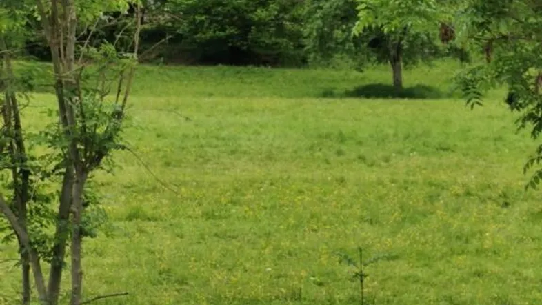 Weitläufige grüne Wiese mit Bäumen im Hintergrund und einem einfachen Zaun im Vordergrund.