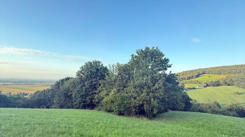 Weitläufige grüne Wiesenlandschaft mit Bäumen und sanften Hügeln unter klarem blauem Himmel.