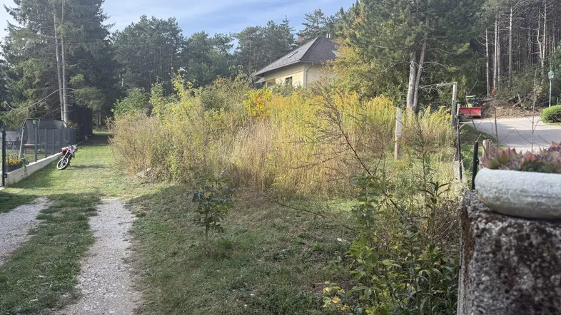 Naturbelassenes Grundstück mit einem Pfad, umgeben von Bäumen und Sträuchern, mit einem Haus im Hintergrund.