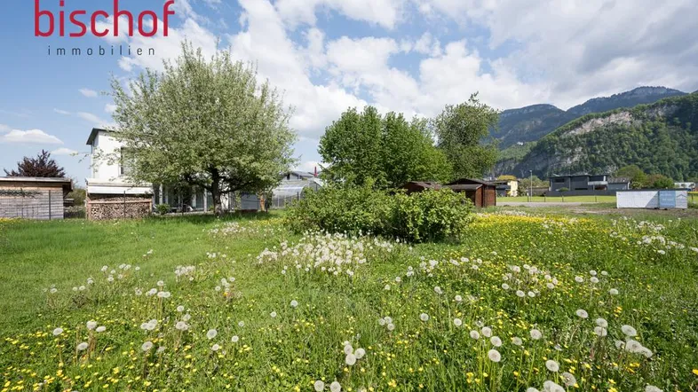 Weitläufige Wiese mit Löwenzahn und Butterblumen, umgeben von Bäumen und Bergen im Hintergrund.