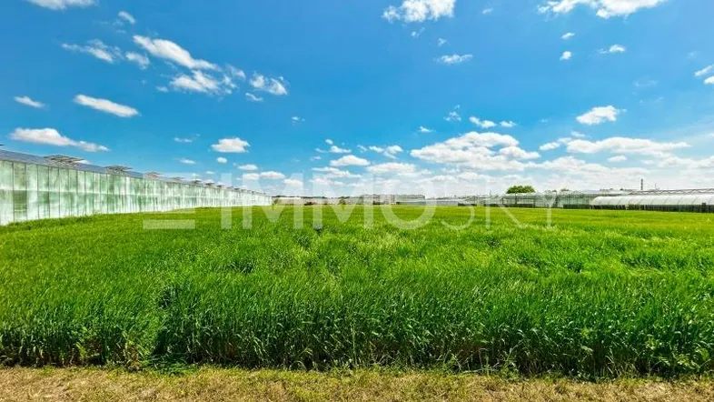 Weitläufiges grünes Feld mit Gewächshäusern im Hintergrund unter einem strahlend blauen Himmel.