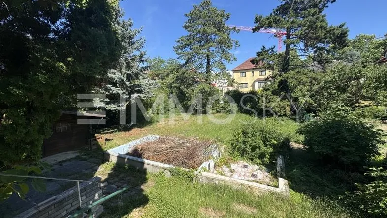 Verwilderter Gartenbereich mit altem Poolbecken und hohen Bäumen, der auf eine Neugestaltung wartet.