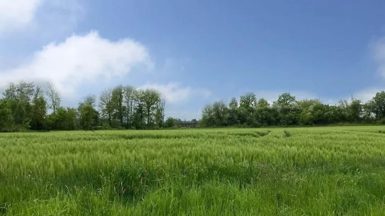Weitläufiges grünes Feld unter blauem Himmel, ideal für ein neues Bauprojekt.