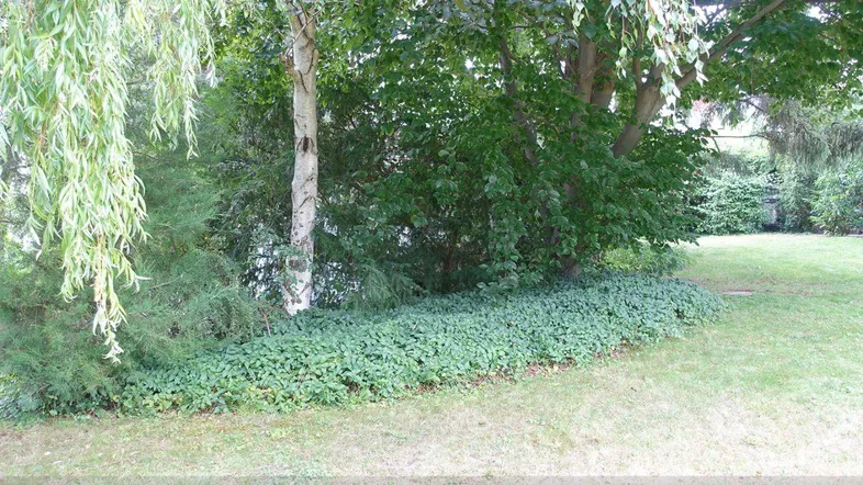 Idyllischer Gartenbereich mit gepflegtem Rasen, altem Baumbestand und üppiger grüner Bepflanzung.