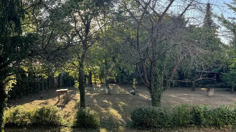 Sonniger Gartenbereich mit altem Baumbestand und viel Grünfläche, ideal zur Entspannung.