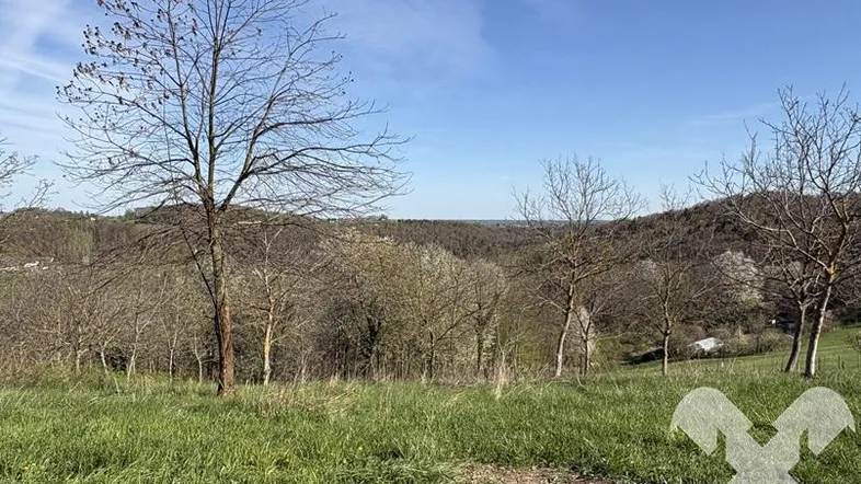Weitläufige grüne Landschaft mit kahlen Bäumen und sanften Hügeln unter blauem Himmel, ideal für Naturliebhaber.