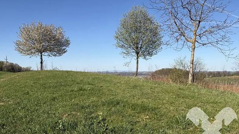 Hügelige Landschaft mit grünen Wiesen und blühenden Bäumen unter blauem Himmel.