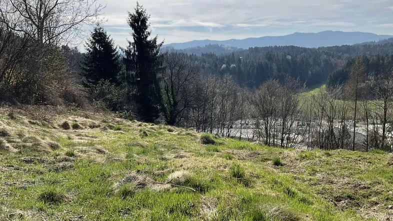 Hügelige Landschaft mit grünen Wiesen, Bäumen und Bergen im Hintergrund unter blauem Himmel.