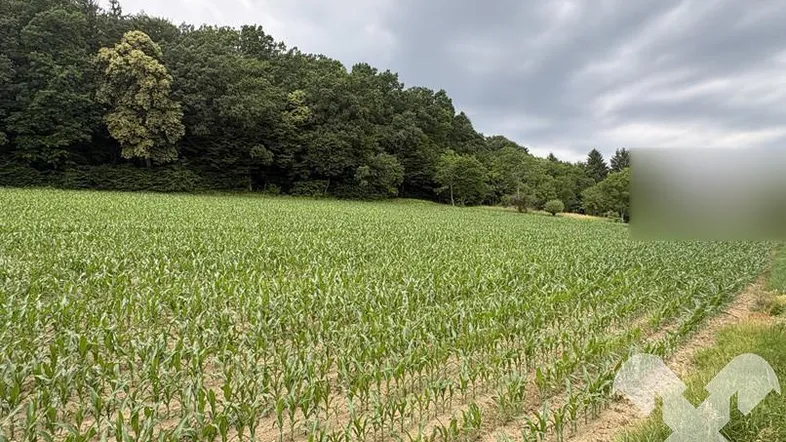 Weites Feld mit jungen Maispflanzen und bewaldetem Hügel im Hintergrund unter bewölktem Himmel.