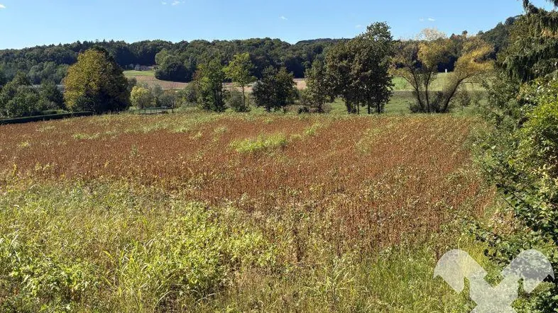Ländliche Landschaft mit weitem Feld, grünen Bäumen und blauem Himmel an einem sonnigen Tag.