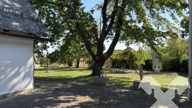 Gartenbereich mit altem Baum und gepflastertem Weg neben dem Gebäude unter blauem Himmel.