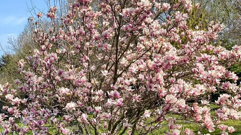 Magnolie im Garten-2 logo