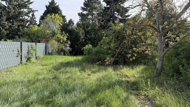 Ungepflegtes Grundstück mit hohem Gras und umgebenden Bäumen, bereit für die Neugestaltung.