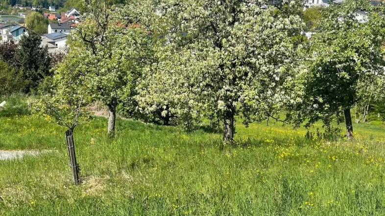 Blühende Obstbäume auf einer grünen Wiese mit Blick auf die umliegende Wohnbebauung und Hügel.