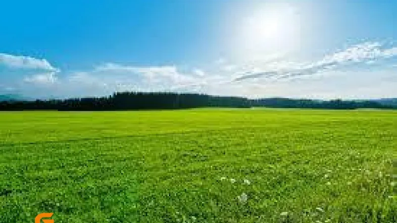 Sonnige, weite grüne Wiese mit einem Waldrand am Horizont unter blauem Himmel.