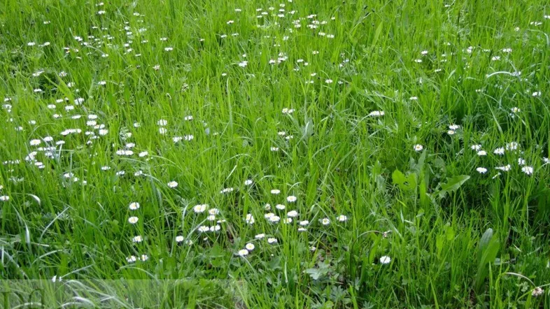 Nahaufnahme einer grünen Wiese mit vielen kleinen weißen Gänseblümchen, die im Sonnenlicht blühen.