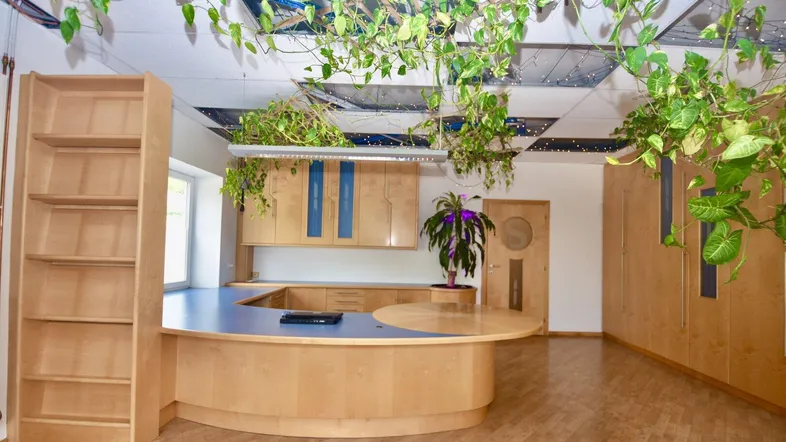 Geräumiges Büro mit heller Holzvertäfelung, blauen Akzenten und üppiger Hängepflanzen-Dekoration an der Decke.