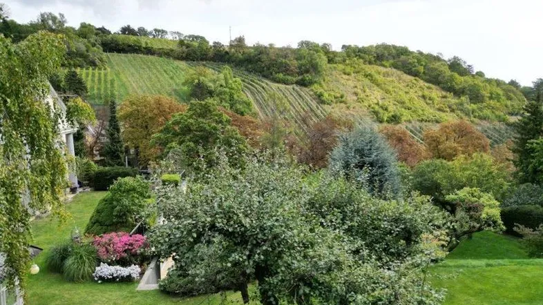 Üppiger Garten mit Rasenfläche, Bäumen und Blumenbeeten, umgeben von einem Weinberg am Hang.