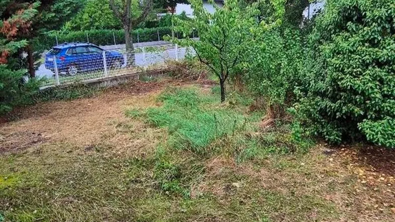Ungepflegter Gartenbereich mit viel Grün und Blick auf die Straße und ein geparktes Auto.