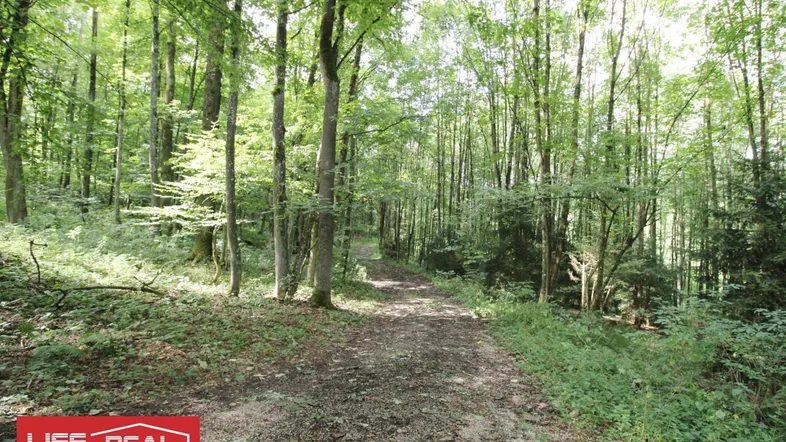 Waldweg führt durch dichten Laubwald mit üppigem Grün und Sonnenlicht, das durch die Blätter scheint.