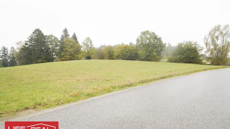 Weitläufige grüne Wiese mit Bäumen im Hintergrund und einer asphaltierten Straße im Vordergrund.