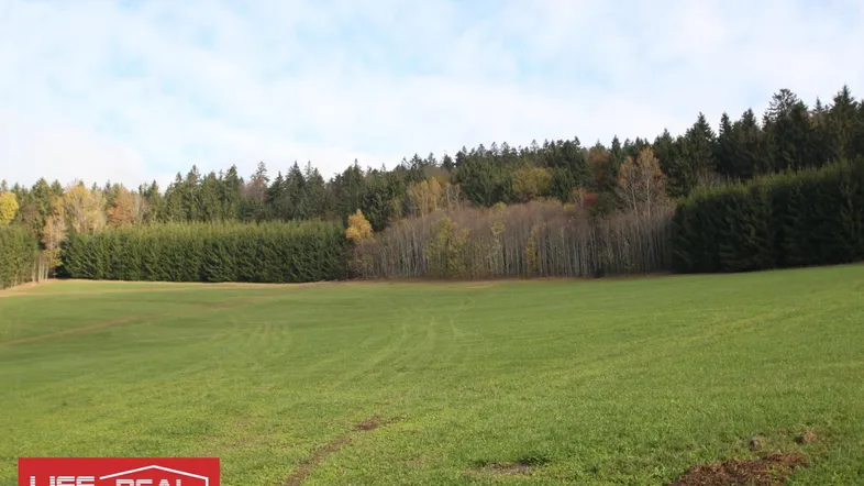Weite grüne Wiese mit angrenzendem Wald unter einem blauen Himmel.