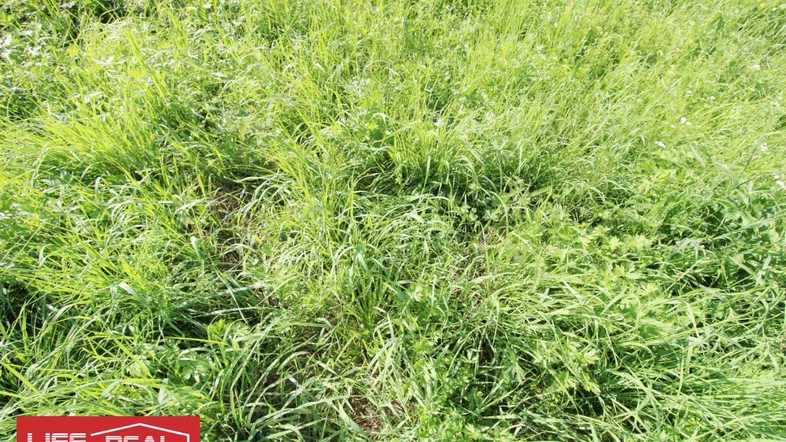 Nahaufnahme einer grünen Wiese mit hohem Gras und einigen Unkräutern unter hellem Sonnenlicht.