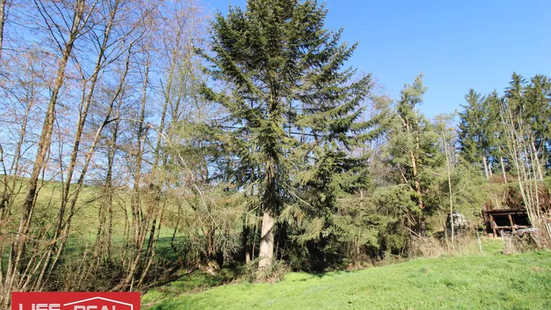 Große Nadelbäume und grüne Wiesen unter blauem Himmel, umgeben von natürlicher Landschaft.