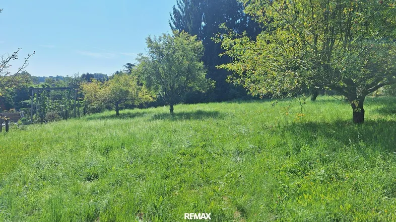 Sonnige Wiese mit Obstbäumen und viel Grün, ideal für einen naturnahen Garten.
