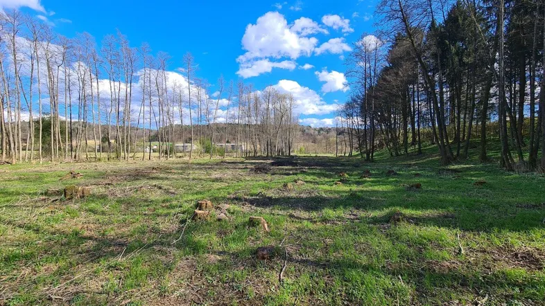 Weitläufiges Grundstück mit frisch gerodetem Bereich, umgeben von Bäumen unter blauem Himmel.