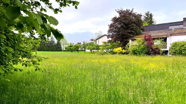 Weitläufiges grünes Feld mit hohem Gras und Bäumen im Hintergrund, umgeben von Häusern.