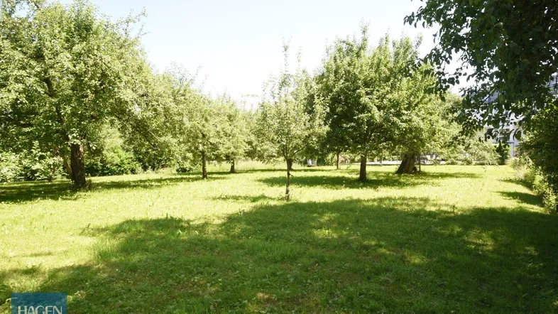 Großer Gartenbereich mit Rasenfläche und mehreren Obstbäumen unter blauem Himmel.