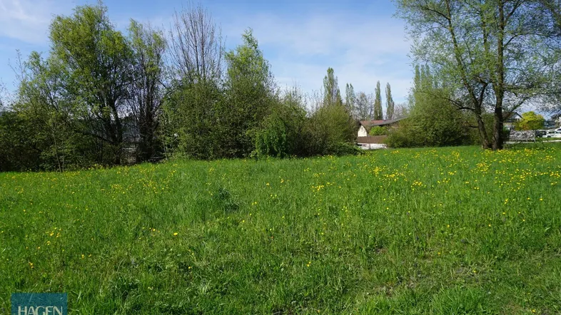 Weitläufige grüne Wiese mit Bäumen und Häusern im Hintergrund unter blauem Himmel.