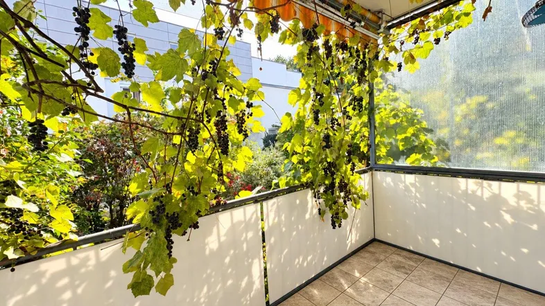 Sonniger Balkon mit üppigen Weinreben und Fliesenboden, ideal zum Entspannen im Freien.