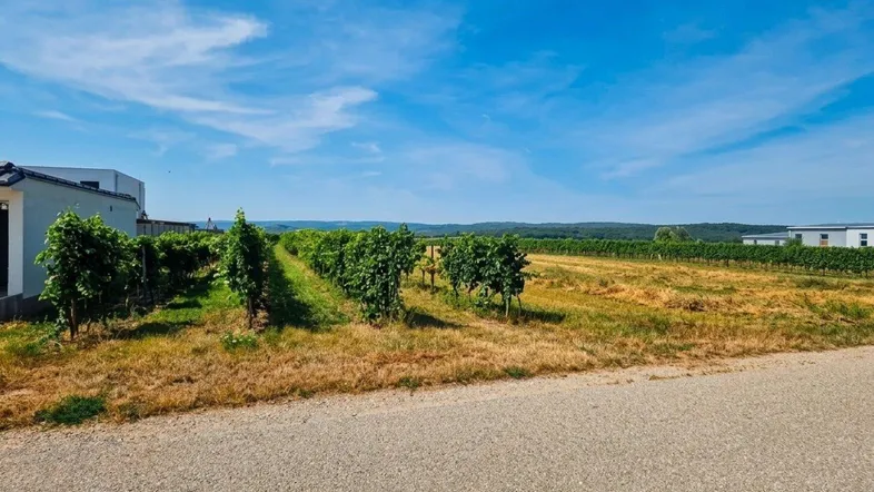Weitläufige Weinberge unter strahlend blauem Himmel mit modernen Gebäuden im Hintergrund, die eine idyllische Landschaft zeigen.