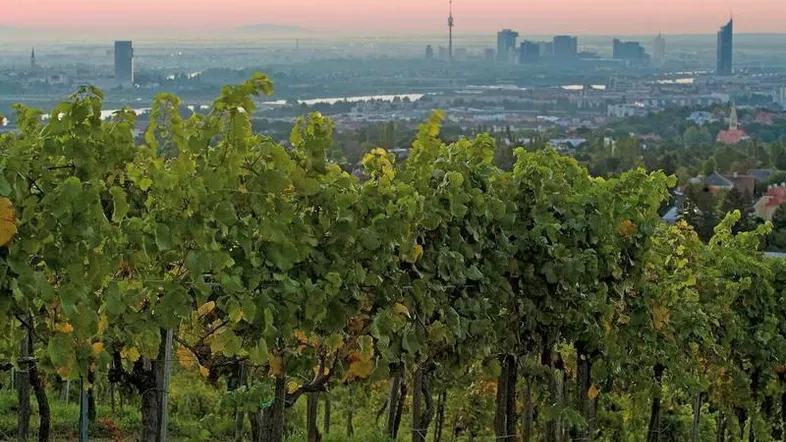 Panoramablick über grüne Weinberge auf die Stadt Wien bei Sonnenuntergang mit sanftem Licht.