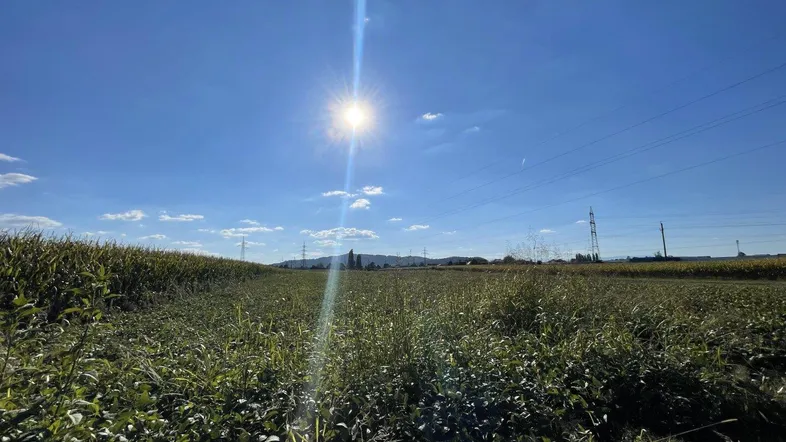 Weites Feld unter blauem Himmel mit strahlender Sonne und Stromleitungen in der Ferne.