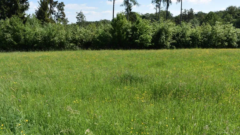 Weite grüne Wiese mit hohem Gras und Bäumen im Hintergrund unter blauem Himmel.