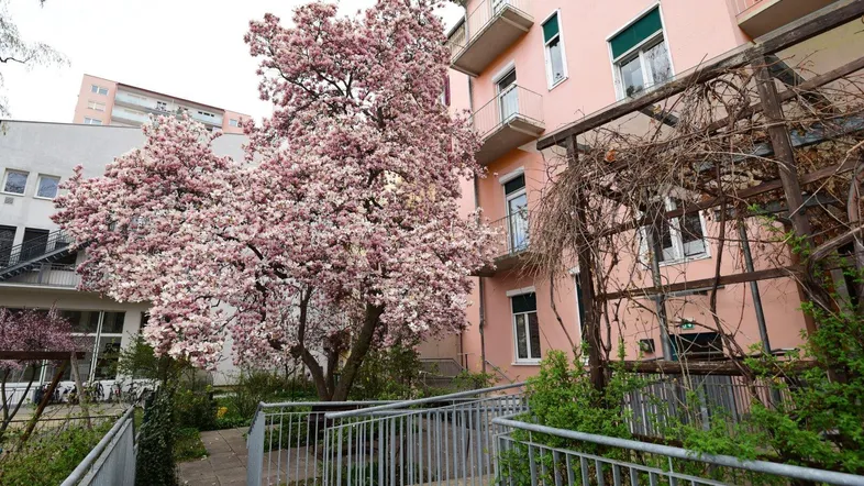 Rückseite eines Gebäudes mit blühendem Magnolienbaum und einer barrierefreien Rampe zum Eingang.