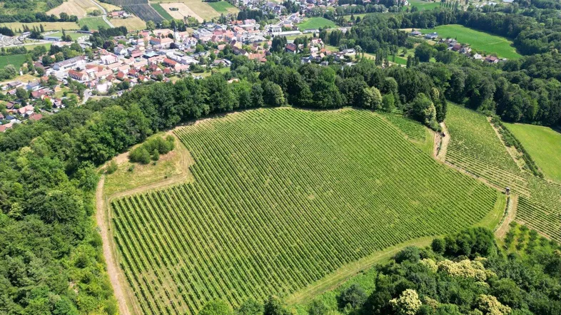 Luftaufnahme eines weitläufigen Weinbergs, umgeben von Wäldern und einem Dorf im Hintergrund.