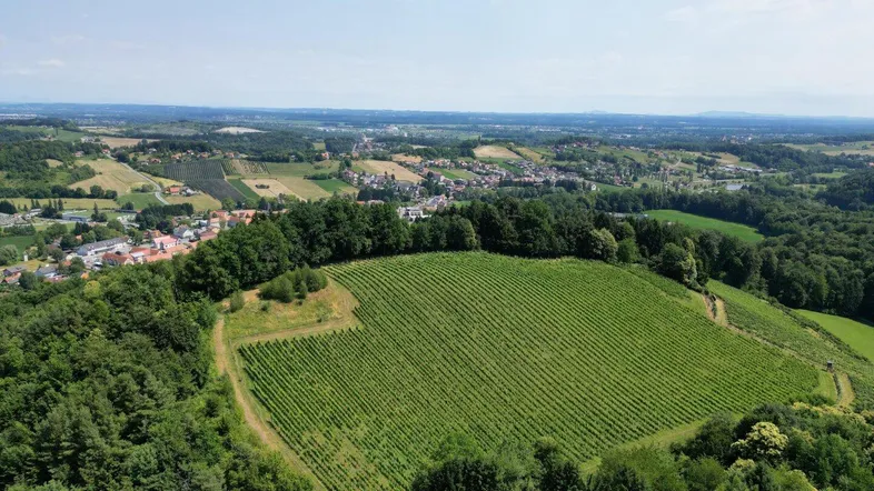 Luftaufnahme eines weitläufigen Weinbergs umgeben von Wäldern mit einer Siedlung im Hintergrund.