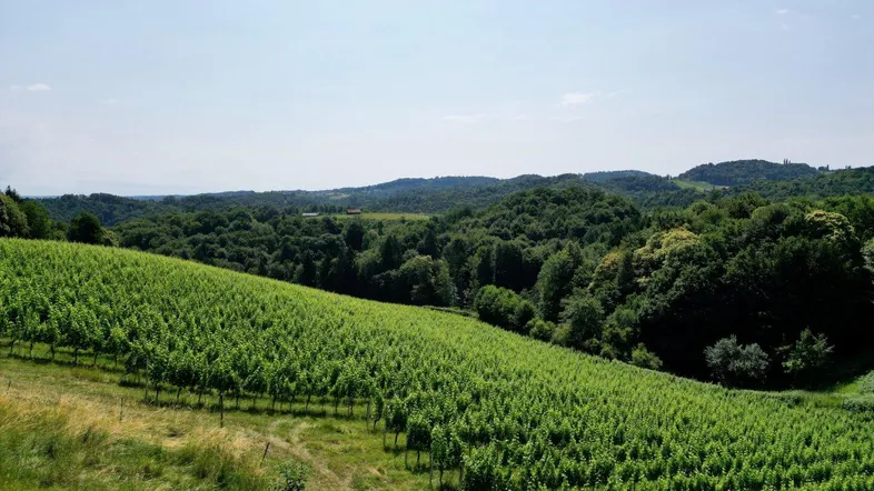 Weitläufige Weinberge und grüne Hügellandschaft unter blauem Himmel mit Fernblick.