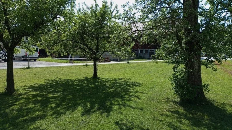 aktueller Baumbestand, Blick von N/O