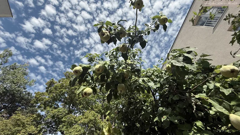 Grüner Baum mit Früchten vor einem Gebäude unter blauem Himmel.