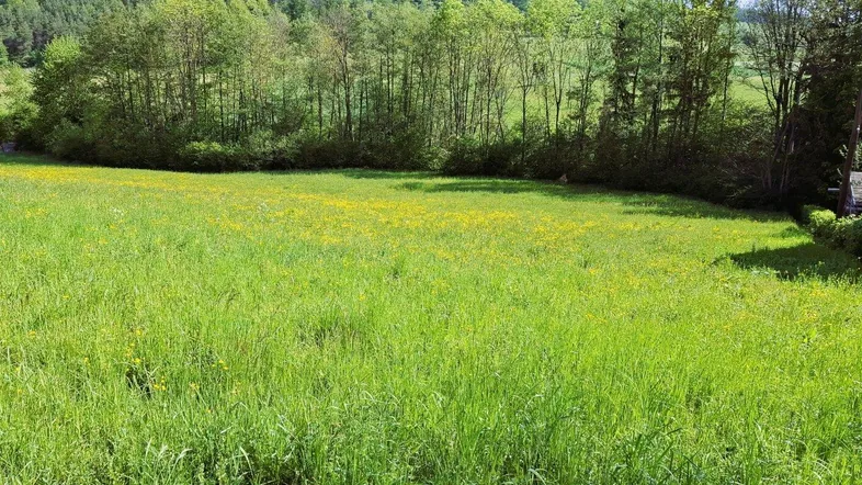 Weitläufige grüne Wiese mit Bäumen und bewaldeten Hügeln im Hintergrund unter blauem Himmel.