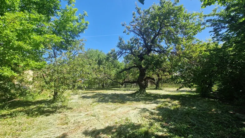 Idyllischer Garten mit schattenspendenden Bäumen und frisch gemähtem Gras an einem sonnigen Tag.