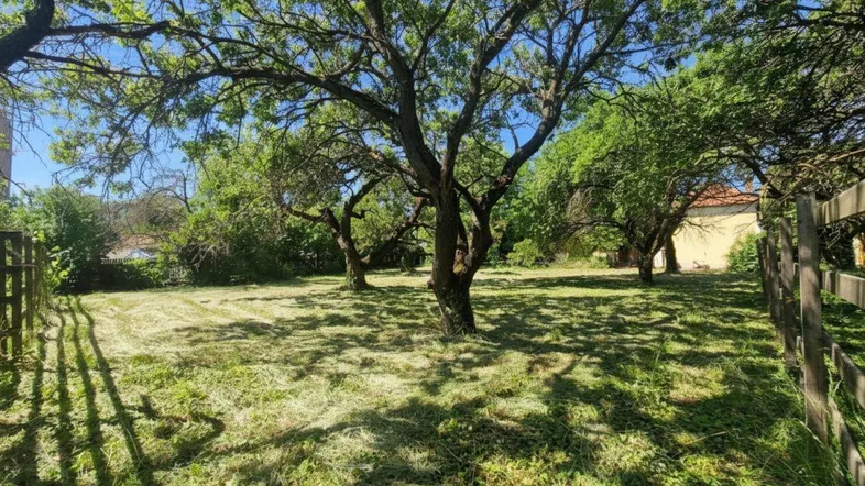 Gepflegter Gartenbereich mit altem Baumbestand und frisch gemähtem Rasen unter blauem Himmel.