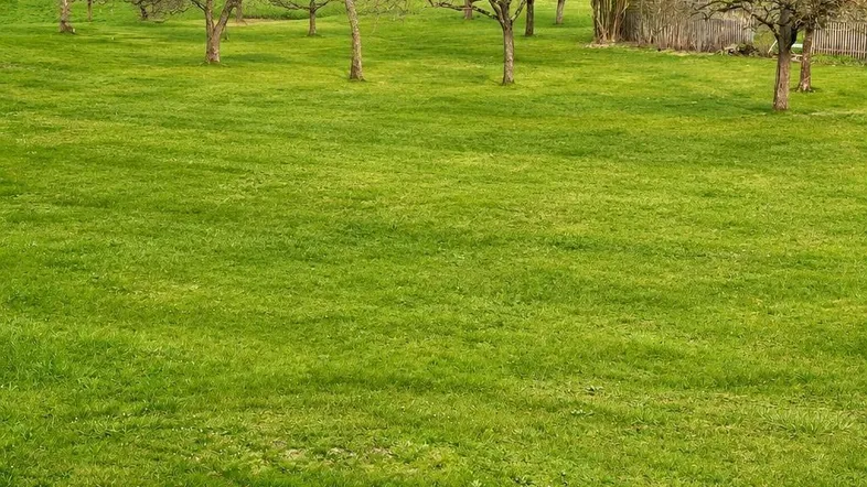 Weitläufige grüne Wiese mit vereinzelten Bäumen und Häusern im Hintergrund, ideal für Erholung.